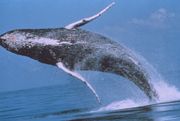 baleine à bosse