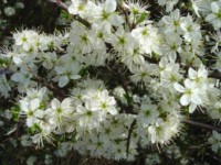 Aubépine