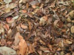 Feuilles mortes