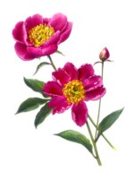 Pivoines roses