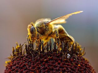 abeilles