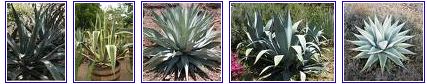 agaves du mexique