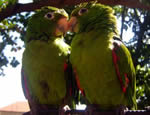 amour ecolo