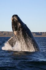 baleine