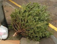 Sapins de Noël déchet