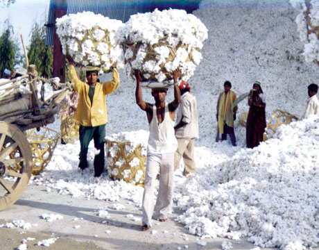 culture coton bio