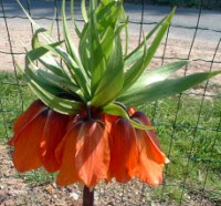 couronne impériale