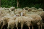élevage de moutons