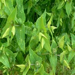 euphorbia