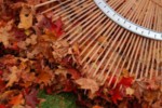 feuilles