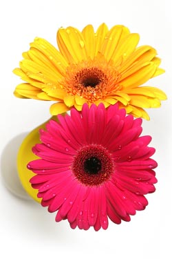 gerbera.jpg