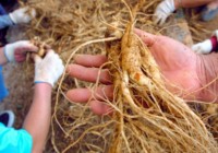 Ginseng