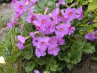 incarvillea
