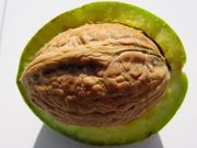 alimentation