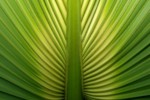 Palmier