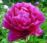 Pivoine rouge