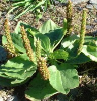 Plantain