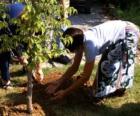 planter un arbre fruitier