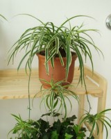 plantes