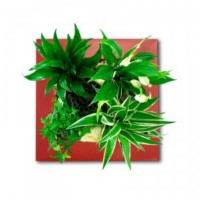 plante-dépolluante