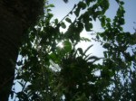 plantes au soleil