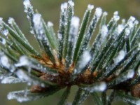 plante-gel