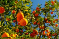 arbre fruitier