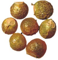 Sapindus mukorossi