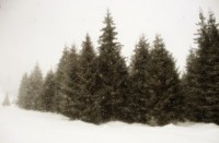 Sapins