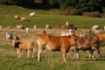 élevage vaches