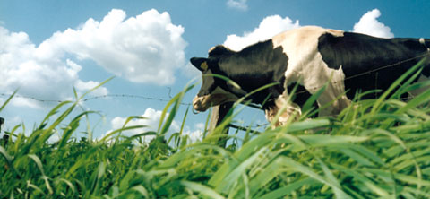 Vaches laitières