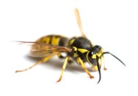 piqûre d'insectes