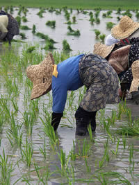 culture riz - OGM - consoGlobe