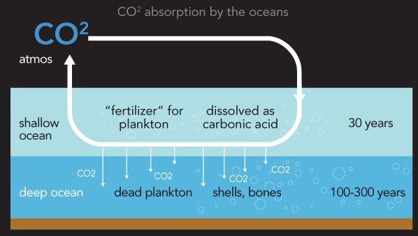 absorption CO2 océans