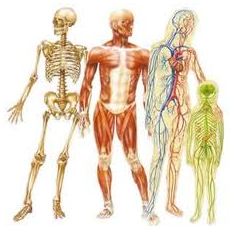 corps humain