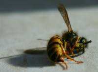 abeilles mortes