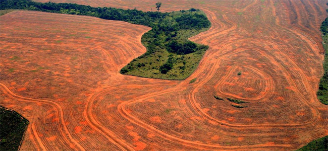 deforestation by Alberto Cesar Araújo, 2004.