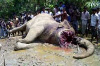 Massacre des éléphants