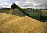 production maïs - OGM - consoGlobe