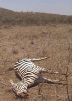 Mort des animaux en Afrique