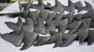 ailerons de requin sur un marché