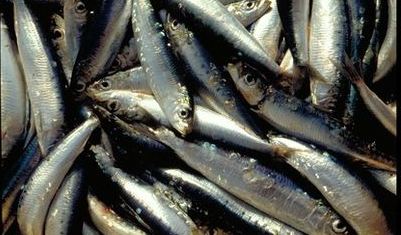sardines mediterranee