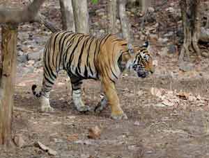 tigre du bengale dans une réserve